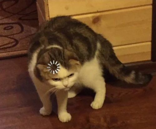 Gato com cara de confuso e um ícone de carregando em sua cabeça.